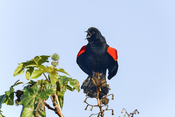 agelaius phoeniceus, red-winged blackbird