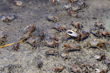 fiddler crab, uca pugnax