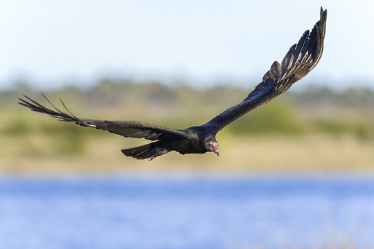 turkey vulture, cathartes aura