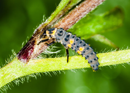 Seven-spotted Ladybird larva