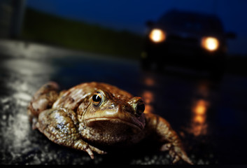 Common toad, European toad (Bufo bufo) on the road