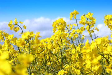 Obraz premium Beautiful fields of rape in Springtime