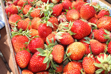 Erdbeeren, Bio- Erdbeeren