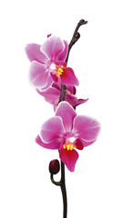 Naklejka na ściany i meble Kwiat piękne różowa orchidea - phalaenopsis wyizolowanych na białym tle