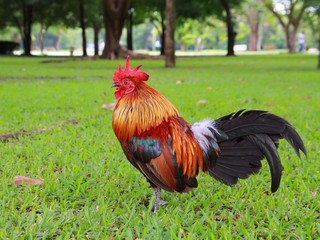 Free  Rooster