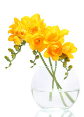 Beautiful yellow freesias in vase isolated on white