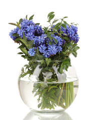 Muscari - hyacinth in vase isolated on white