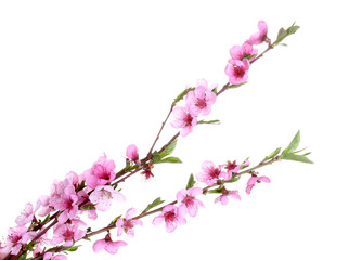 beautiful pink peach blossom isolated on white