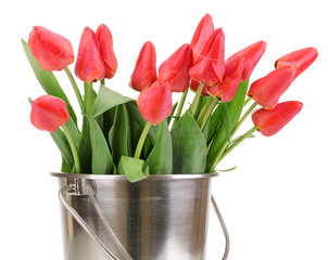 Beautiful tulips in bucket isolated on white