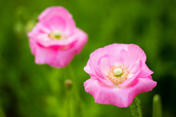 桃色のシャーレイポピー