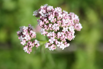 Valerian flower