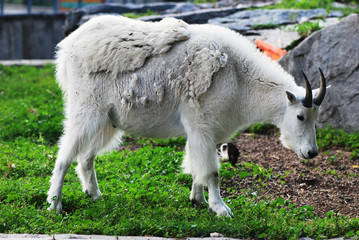 Fototapeta premium Goat on Mount