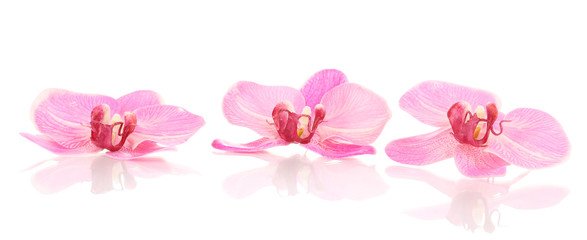 Fototapeta na wymiar Piękne kwiaty orchidei na białym