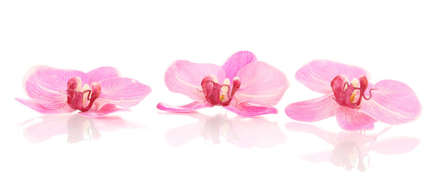 Beautiful orchid flowers isolated on white