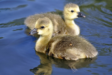 Gosling Canada Goose