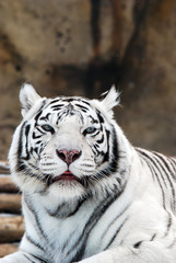 White tiger