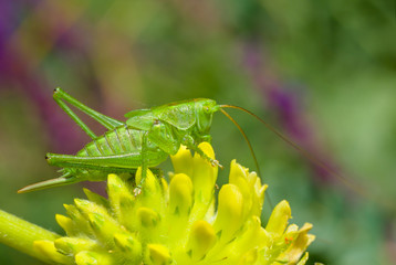 Big green grasshopper sitting on a yellow wild flower