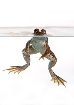 common frog