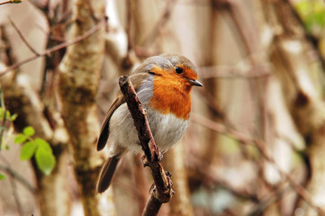 Robin on twig