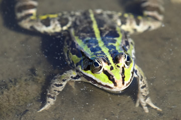A Green frog head