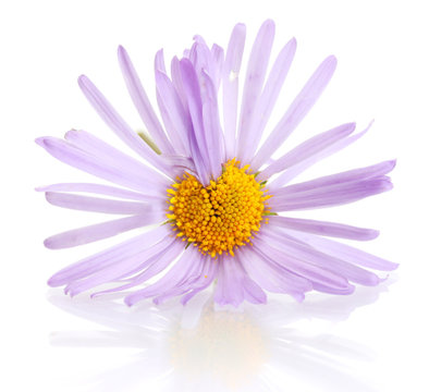 marguerite isolated on white