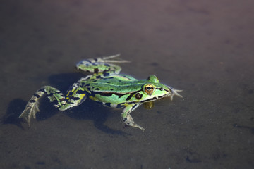 Green frog in water