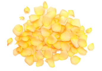 beautiful orange rose petals isolated on white