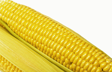 ear of ripe corn is isolated on white background