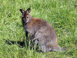 Bennettkänguru 