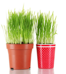 Green grass in two flowerpot isolated on white