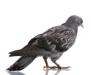 One grey pigeon isolated on white