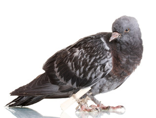 One grey messenger-pigeon isolated on white