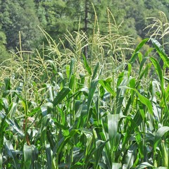Maize corn