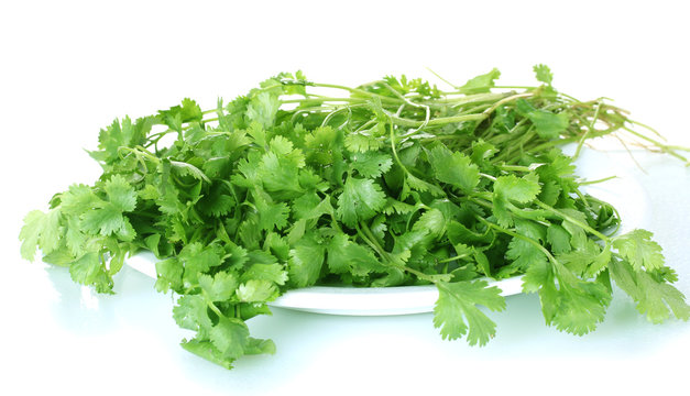 Coriander in a white plate isolated on white