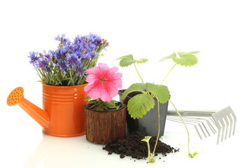 watering can, tools and plants in flowerpot isolated on white