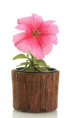 pink petunia in flowerpot isolated on white.