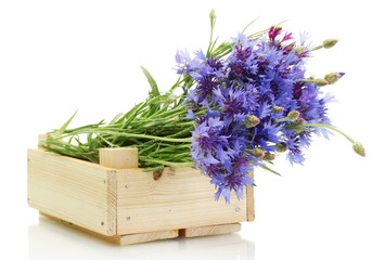 cornflowers in wooden box isolated on white