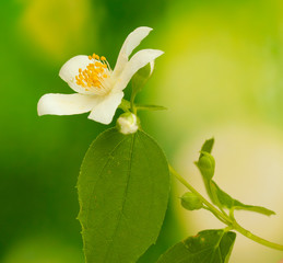 beautiful jasmine flower with leaves on green background