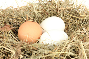 brown and white eggs in nest close-up