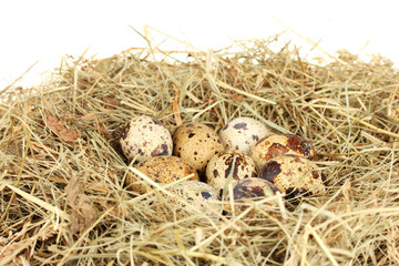 quail eggs in a nest of hay on white background close-up