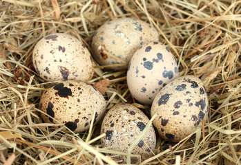 Naklejka na ściany i meble quail eggs in a nest of hay close-up