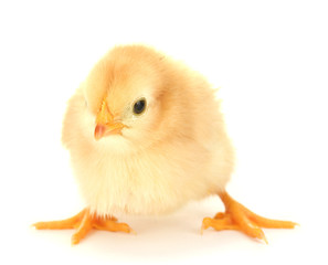 chicken isolated on the white