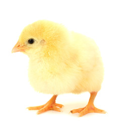 chicken isolated on the white