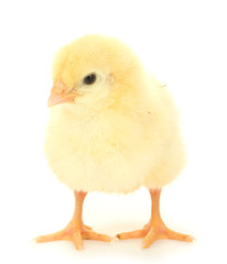chicken isolated on the white