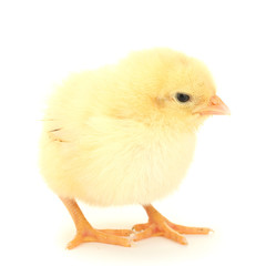 beautiful little chicken isolated on the white