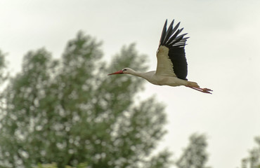 Stork flying in nature