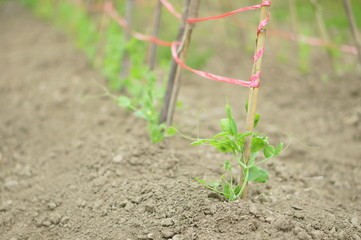 さやえんどうの苗