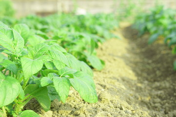 ジャガイモの葉