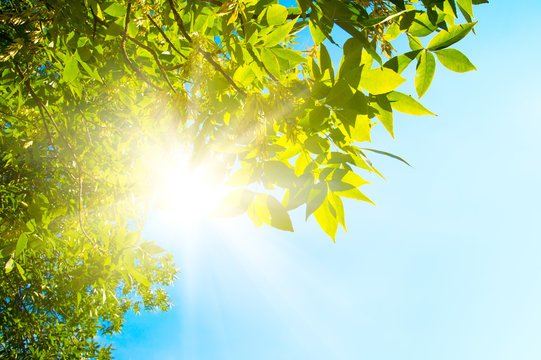 Fototapeta Branch green leafes in sunny day.