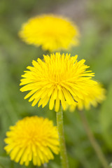 タンポポの花